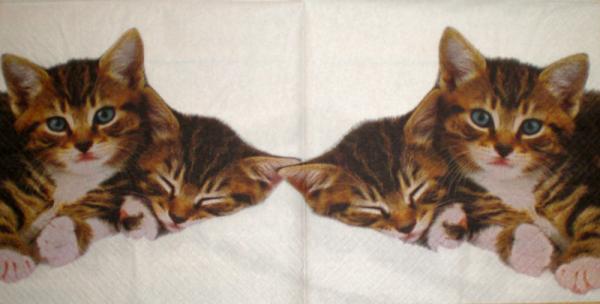 048 Cats - 3-ply - Home Fashion